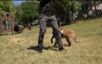 Ankara K9 güvenliği
