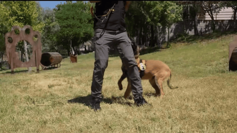 Ankara K9 güvenliği