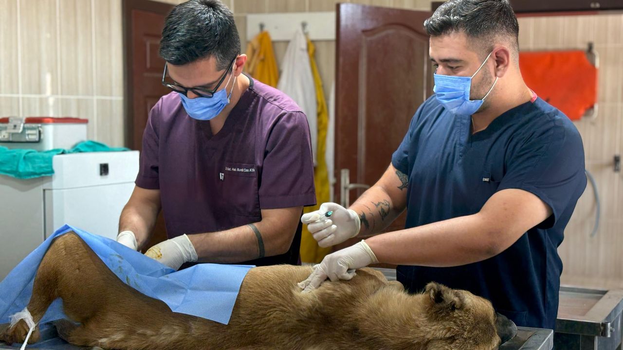 Sincan hayvan bakımı