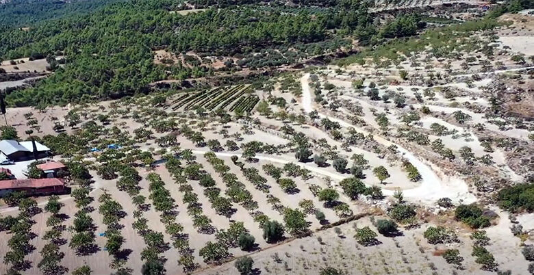 Antep Fıstığı