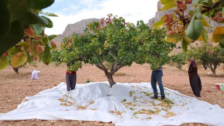 Antep fıstığı